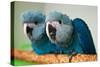 Two Brazilian Spix's Macaws, Two Month's Old, Said to Be the Rarest Parrot Species-Patrick Pleul-Stretched Canvas