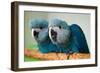 Two Brazilian Spix's Macaws, Two Month's Old, Said to Be the Rarest Parrot Species-Patrick Pleul-Framed Photo