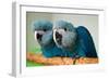 Two Brazilian Spix's Macaws, Two Month's Old, Said to Be the Rarest Parrot Species-Patrick Pleul-Framed Photo