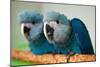 Two Brazilian Spix's Macaws, Two Month's Old, Said to Be the Rarest Parrot Species-Patrick Pleul-Mounted Photo