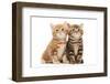 Two British Shorthair Brown and Red Kitten Cat Isolated-kadmy-Framed Photographic Print