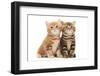 Two British Shorthair Brown and Red Kitten Cat Isolated-kadmy-Framed Photographic Print