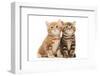 Two British Shorthair Brown and Red Kitten Cat Isolated-kadmy-Framed Photographic Print