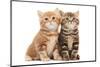 Two British Shorthair Brown and Red Kitten Cat Isolated-kadmy-Mounted Photographic Print