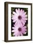 Two Broad Leaved Anemone (Anemone Hortensis) Flowers, Sitia, Crete, Greece, April 2009-Lilja-Framed Photographic Print