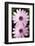 Two Broad Leaved Anemone (Anemone Hortensis) Flowers, Sitia, Crete, Greece, April 2009-Lilja-Framed Photographic Print