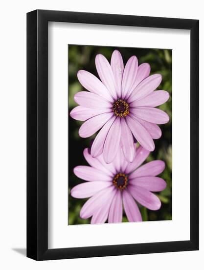 Two Broad Leaved Anemone (Anemone Hortensis) Flowers, Sitia, Crete, Greece, April 2009-Lilja-Framed Photographic Print