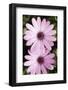 Two Broad Leaved Anemone (Anemone Hortensis) Flowers, Sitia, Crete, Greece, April 2009-Lilja-Framed Photographic Print