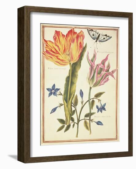 Two 'Broken' Tulips and a Periwinkle-Nicolas Robert-Framed Giclee Print