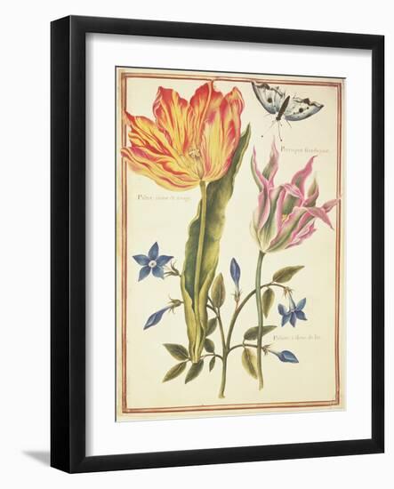 Two 'Broken' Tulips and a Periwinkle-Nicolas Robert-Framed Giclee Print