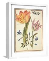 Two 'Broken' Tulips and a Periwinkle-Nicolas Robert-Framed Giclee Print