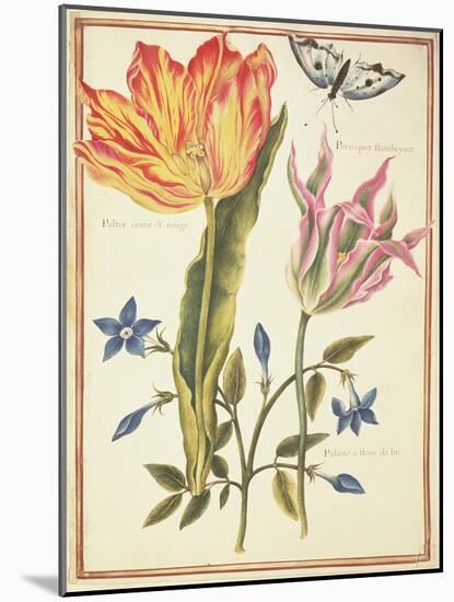 Two 'Broken' Tulips and a Periwinkle-Nicolas Robert-Mounted Giclee Print