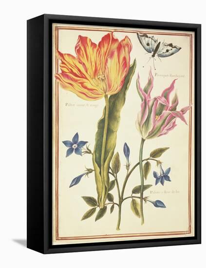 Two 'Broken' Tulips and a Periwinkle-Nicolas Robert-Framed Stretched Canvas