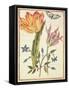 Two 'Broken' Tulips and a Periwinkle-Nicolas Robert-Framed Stretched Canvas