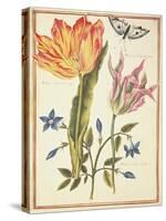 Two 'Broken' Tulips and a Periwinkle-Nicolas Robert-Stretched Canvas