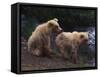 Two Brown Bear Cubs-DLILLC-Framed Stretched Canvas