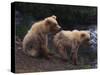 Two Brown Bear Cubs-DLILLC-Stretched Canvas