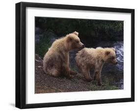 Two Brown Bear Cubs-DLILLC-Framed Photographic Print