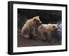 Two Brown Bear Cubs-DLILLC-Framed Photographic Print