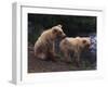 Two Brown Bear Cubs-DLILLC-Framed Photographic Print