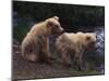 Two Brown Bear Cubs-DLILLC-Mounted Photographic Print