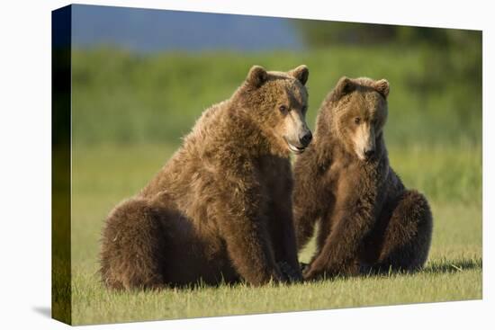 Two Brown Bears Sitting in Meadow at Hallo Bay-Paul Souders-Stretched Canvas