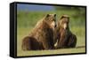Two Brown Bears Sitting in Meadow at Hallo Bay-Paul Souders-Framed Stretched Canvas