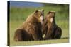 Two Brown Bears Sitting in Meadow at Hallo Bay-Paul Souders-Stretched Canvas