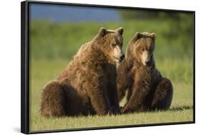 Two Brown Bears Sitting in Meadow at Hallo Bay-Paul Souders-Framed Photographic Print