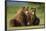 Two Brown Bears Sitting in Meadow at Hallo Bay-Paul Souders-Framed Photographic Print