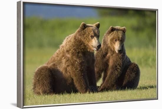 Two Brown Bears Sitting in Meadow at Hallo Bay-Paul Souders-Framed Photographic Print