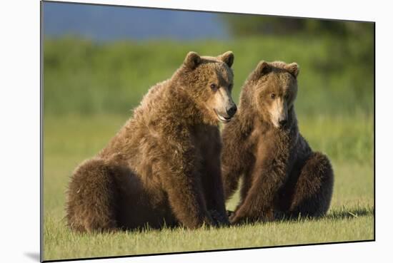 Two Brown Bears Sitting in Meadow at Hallo Bay-Paul Souders-Mounted Photographic Print