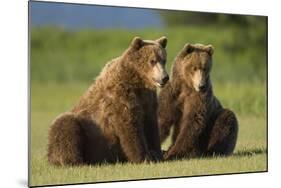 Two Brown Bears Sitting in Meadow at Hallo Bay-Paul Souders-Mounted Photographic Print