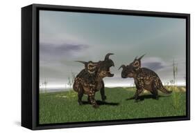 Two Brown Einiosaurus Dinosaurs Confront Each Other in an Open Field-null-Framed Stretched Canvas