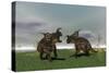 Two Brown Einiosaurus Dinosaurs Confront Each Other in an Open Field-null-Stretched Canvas