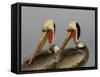 Two Brown Pelicans Preening in Rhythm, La Jolla, California, USA-Arthur Morris-Framed Stretched Canvas