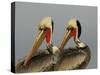 Two Brown Pelicans Preening in Rhythm, La Jolla, California, USA-Arthur Morris-Stretched Canvas