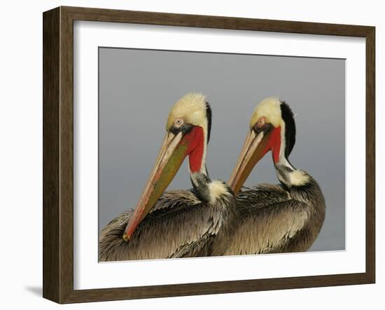 Two Brown Pelicans Preening in Rhythm, La Jolla, California, USA-Arthur Morris-Framed Photographic Print