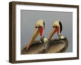 Two Brown Pelicans Preening in Rhythm, La Jolla, California, USA-Arthur Morris-Framed Photographic Print