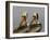 Two Brown Pelicans Preening in Rhythm, La Jolla, California, USA-Arthur Morris-Framed Photographic Print