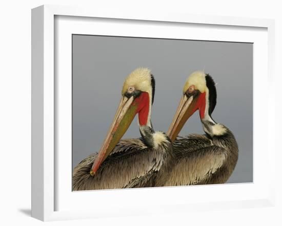 Two Brown Pelicans Preening in Rhythm, La Jolla, California, USA-Arthur Morris-Framed Photographic Print