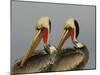 Two Brown Pelicans Preening in Rhythm, La Jolla, California, USA-Arthur Morris-Mounted Photographic Print