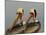 Two Brown Pelicans Preening in Rhythm, La Jolla, California, USA-Arthur Morris-Mounted Photographic Print