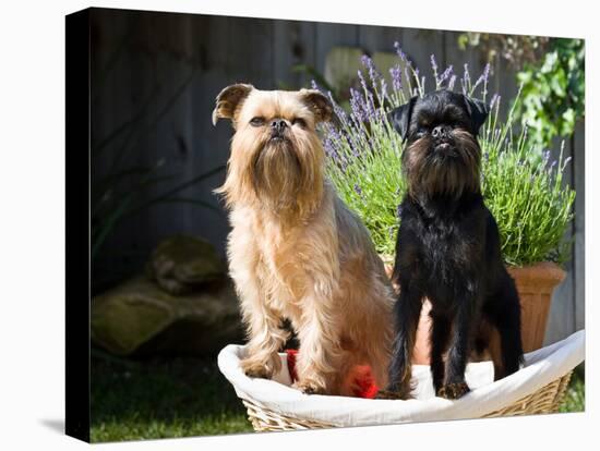 Two Brussels Griffon Standing in a Laundry Basket Outside in Front of Flower Pot-Zandria Muench Beraldo-Stretched Canvas