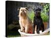 Two Brussels Griffon Standing in a Laundry Basket Outside in Front of Flower Pot-Zandria Muench Beraldo-Stretched Canvas