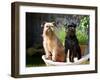 Two Brussels Griffon Standing in a Laundry Basket Outside in Front of Flower Pot-Zandria Muench Beraldo-Framed Photographic Print