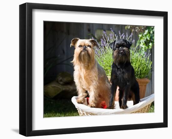 Two Brussels Griffon Standing in a Laundry Basket Outside in Front of Flower Pot-Zandria Muench Beraldo-Framed Photographic Print