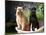 Two Brussels Griffon Standing in a Laundry Basket Outside in Front of Flower Pot-Zandria Muench Beraldo-Mounted Photographic Print