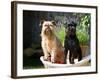 Two Brussels Griffon Standing in a Laundry Basket Outside in Front of Flower Pot-Zandria Muench Beraldo-Framed Photographic Print