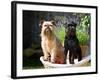 Two Brussels Griffon Standing in a Laundry Basket Outside in Front of Flower Pot-Zandria Muench Beraldo-Framed Photographic Print